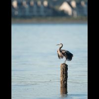 fine art - Crane on piling